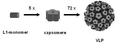 hpv_assembly